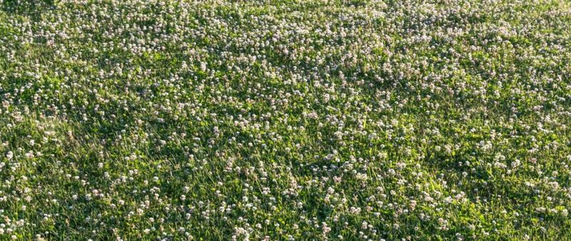 Clover Signals Weakened Turf, Not One Certain Cause
