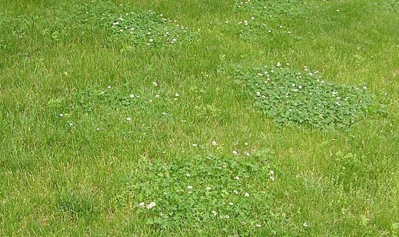 Clover often signals open or weakened turf Clover often signals open or weakened turf