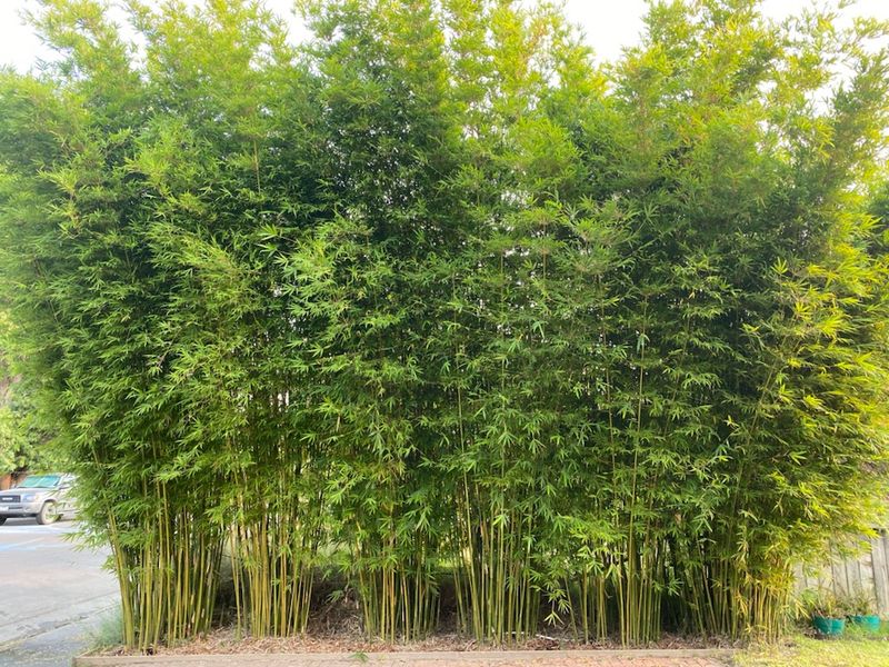 Clumping Bamboo