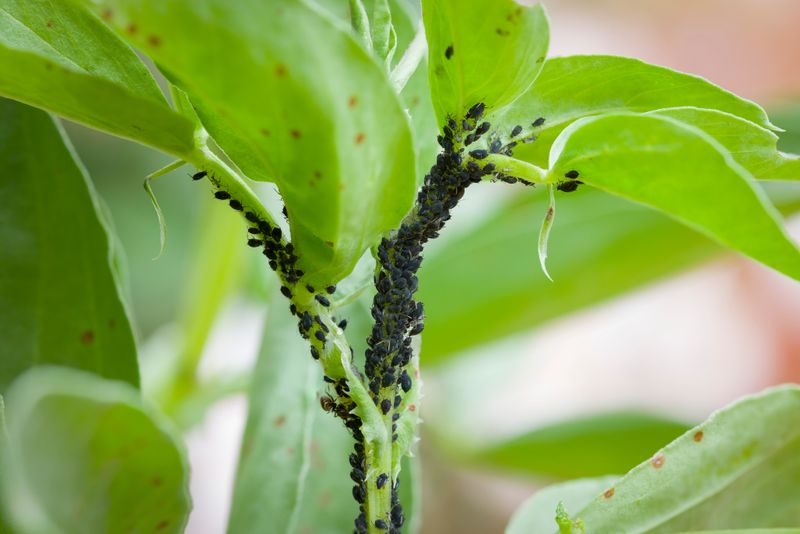 Clusters beneath the curl point to aphids