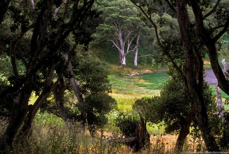 Coast Live Oak (Leave It Alone)