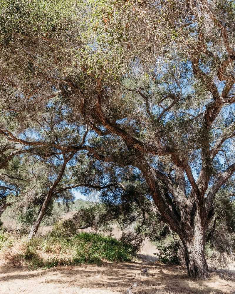 Coast Live Oak (Quercus agrifolia)
