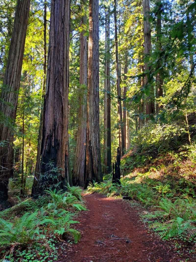 Coast Redwood (Hands Off in Fall)