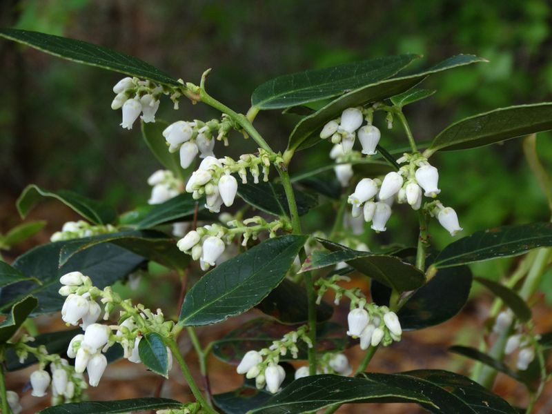 Coastal Leucothoe Coastal Leucothoe