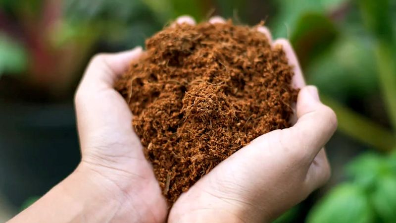 Coconut Coir