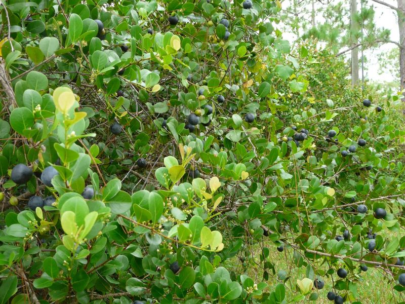 Cocoplum