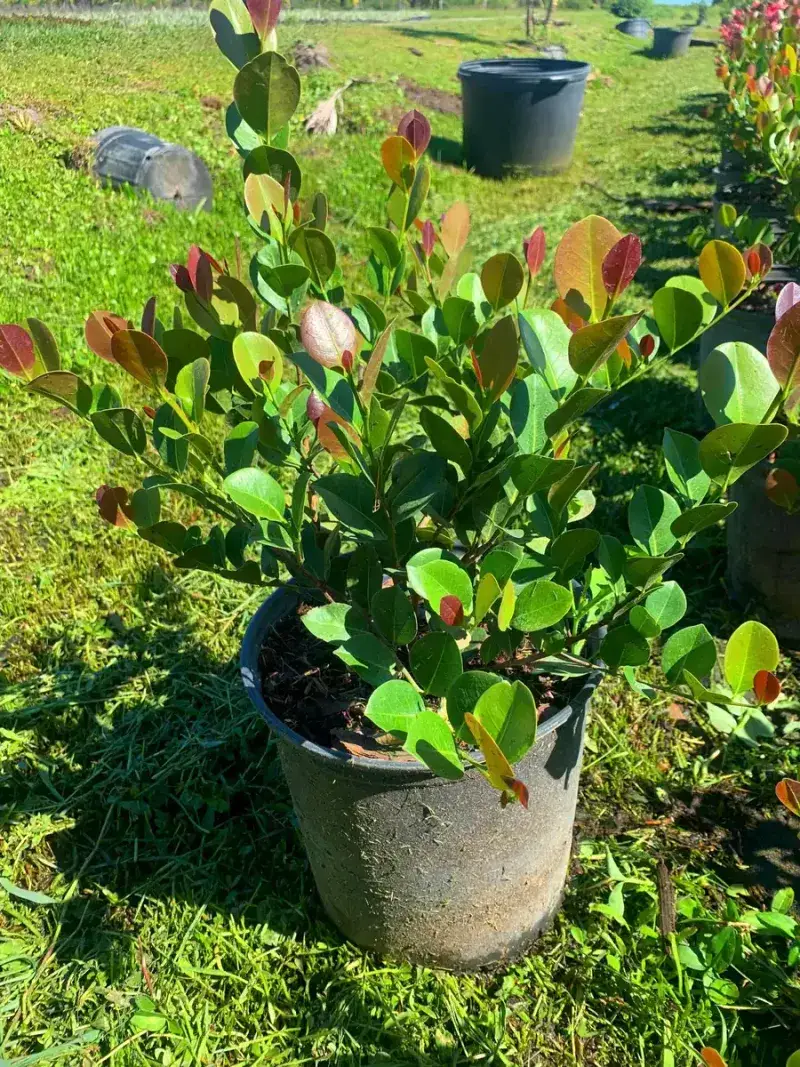 Cocoplum