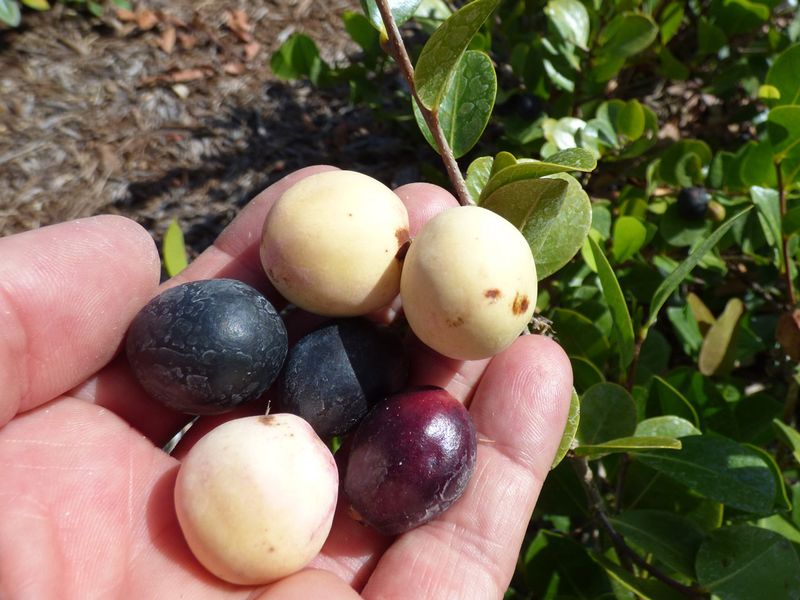 Cocoplum
