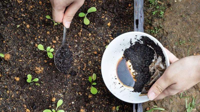 Coffee grounds