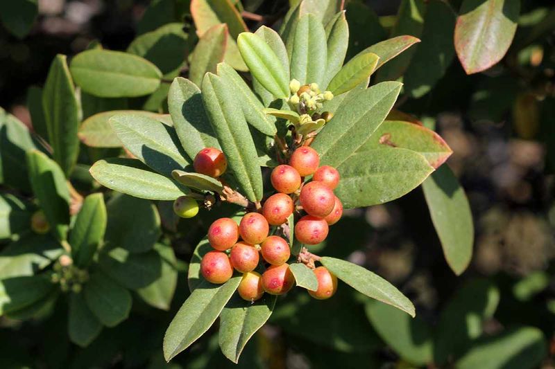 Coffeeberry (Frangula californica)