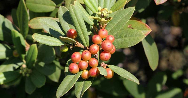 Coffeeberry Coffeeberry