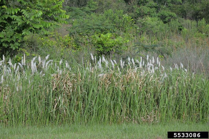 Cogongrass Cogongrass