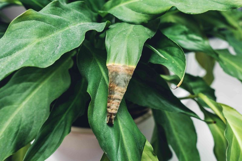 Cold, Sun, and Leaf Spots Leave Different Clues