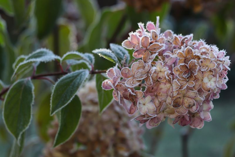 Cold can steal blooms even when pruning was right Cold can steal blooms even when pruning was right