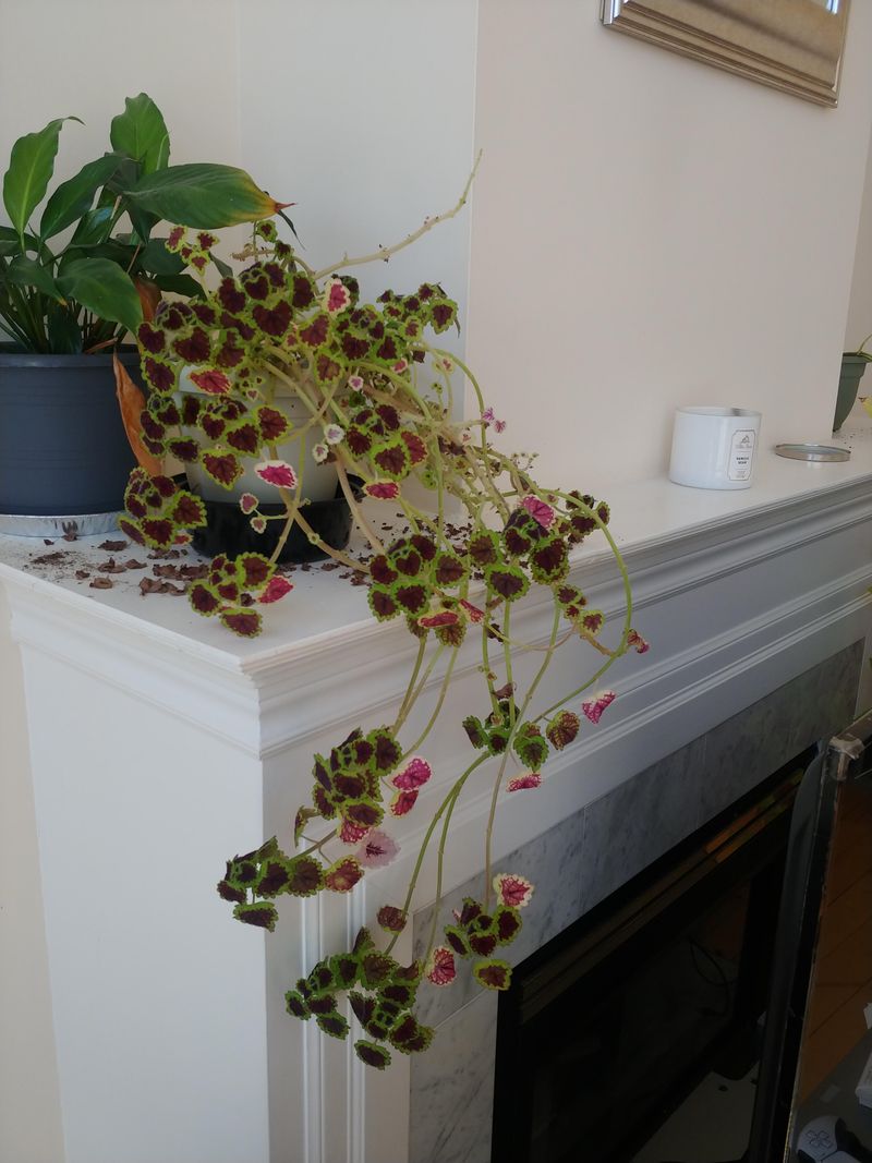 Coleus