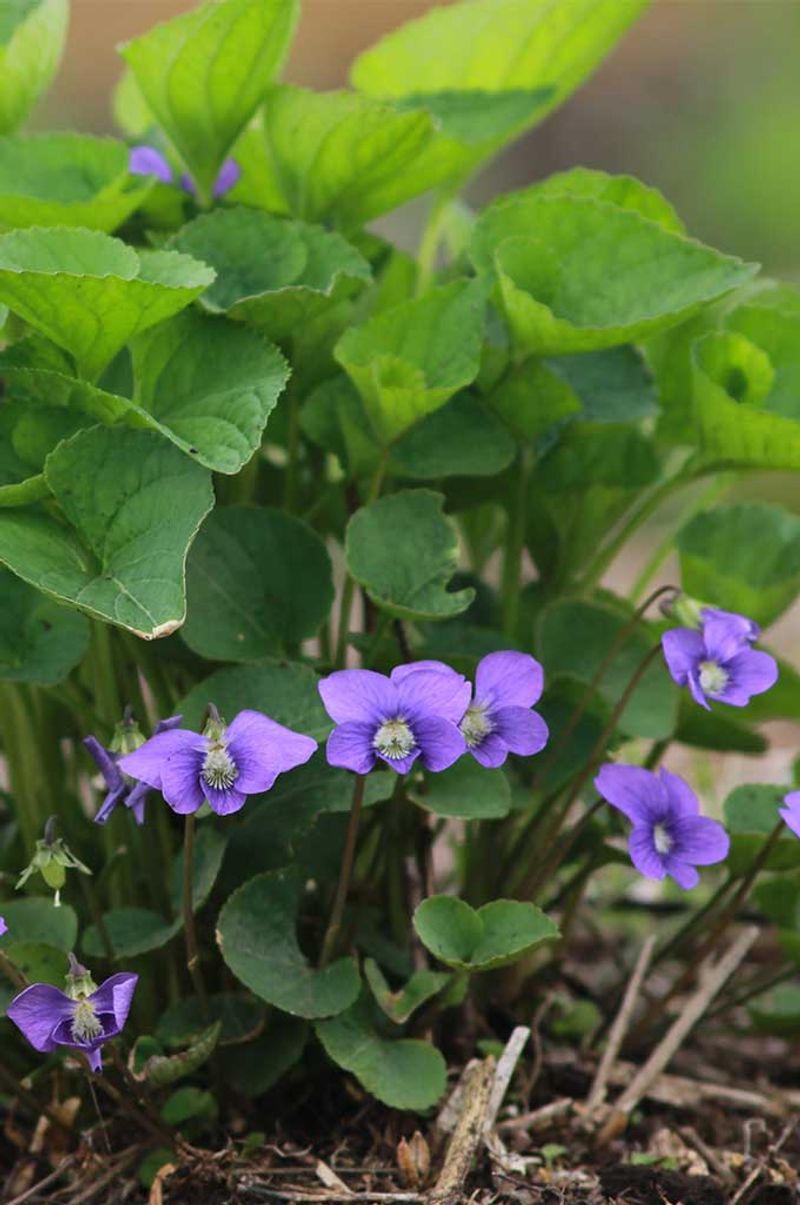 Common Blue Violet