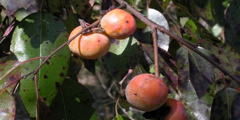 Common Persimmon