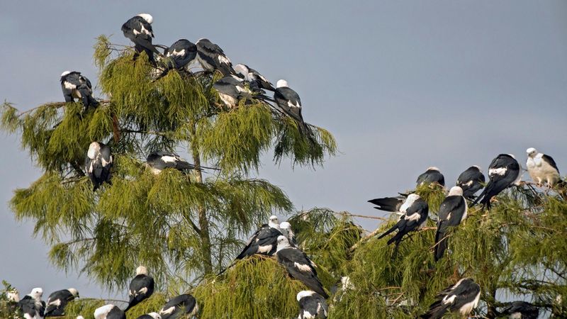 Communal roosts can make the change look sudden Communal roosts can make the change look sudden