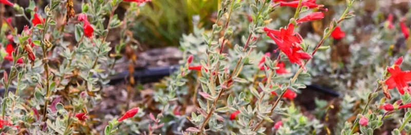 Community College and Master Gardener Sales