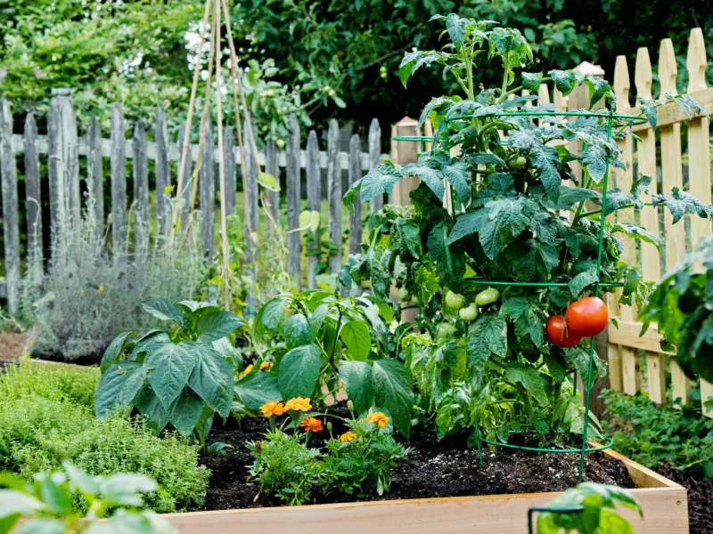 Companion Basil