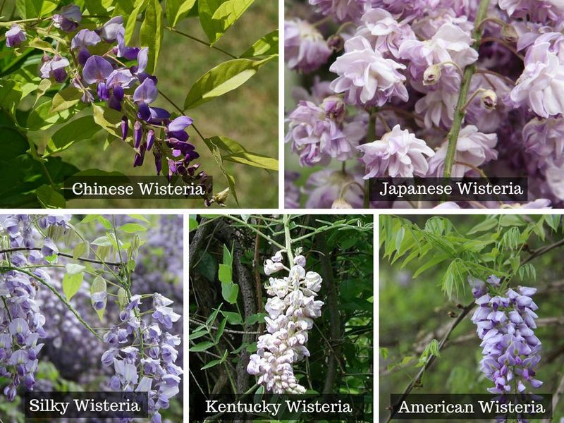 Compare crossvine with the right wisteria species Compare crossvine with the right wisteria species