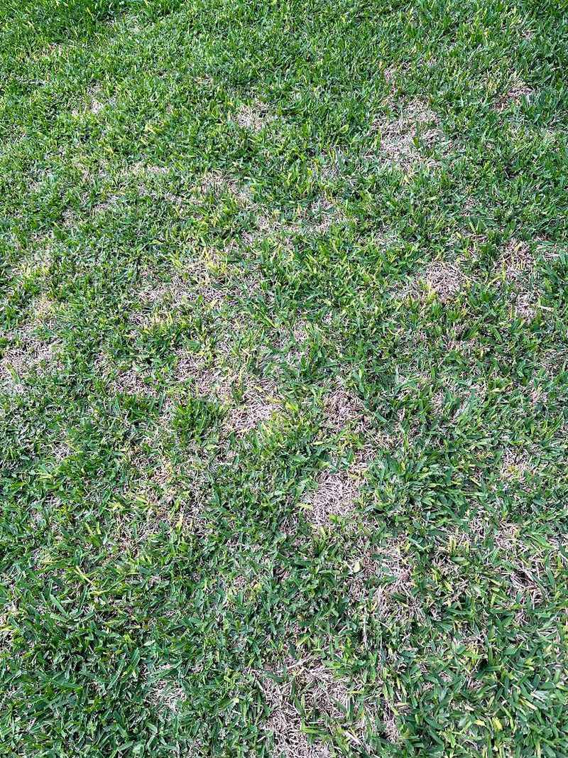 Compare drought, insects, and large patch Compare drought, insects, and large patch