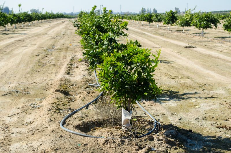 Compare the canopy and inspect the correct root zone