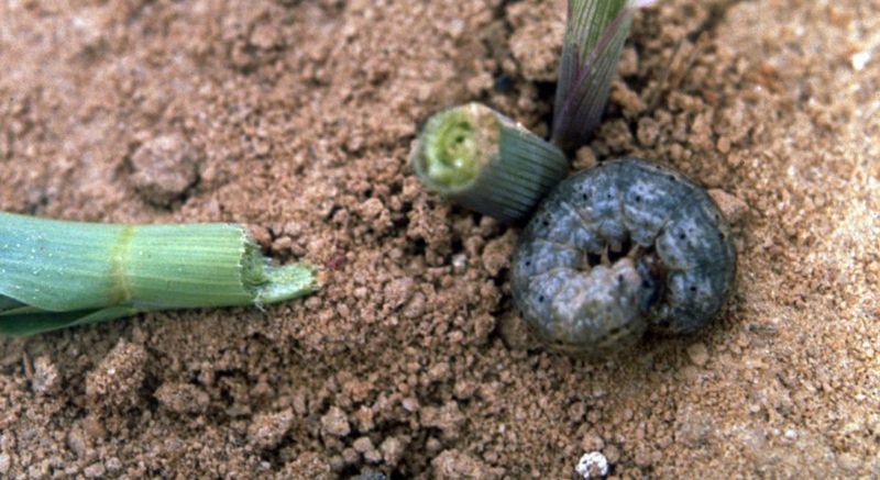 Compare the damage with rabbits, slugs, and damping-off