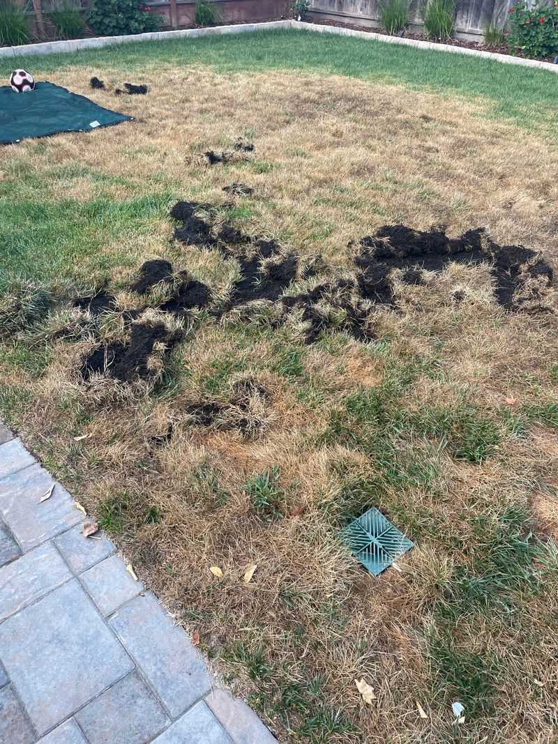 Compare the whole pattern with skunks, raccoons, moles, and gophers