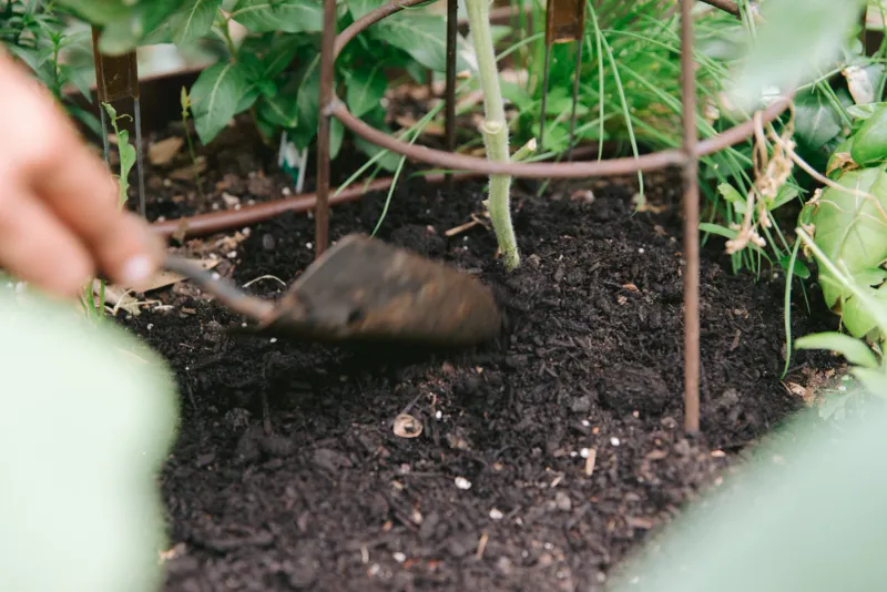 Compost