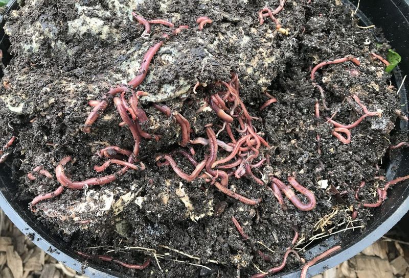 Compost Piles And Rich Organic Matter Compost Piles And Rich Organic Matter
