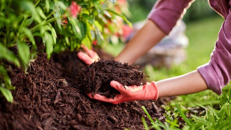 Compost-Rich Mulch Touching the Slab