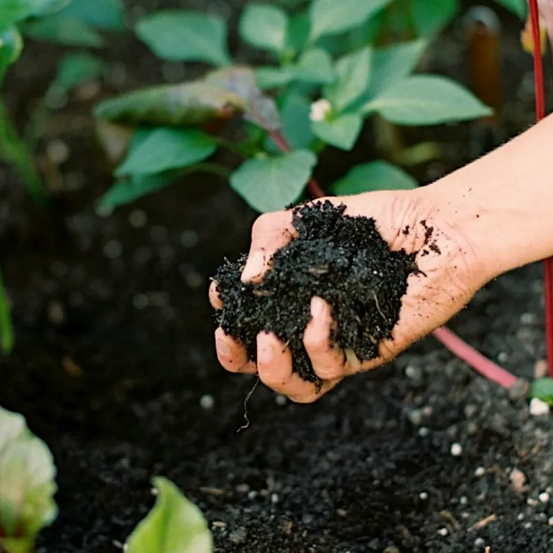 Compost