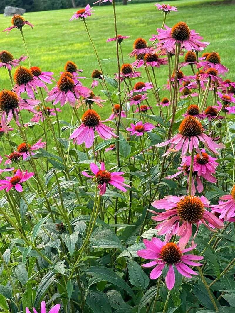 Coneflower (Echinacea)