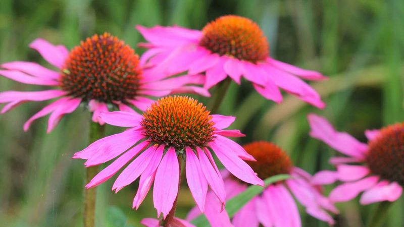 Coneflower (Echinacea)