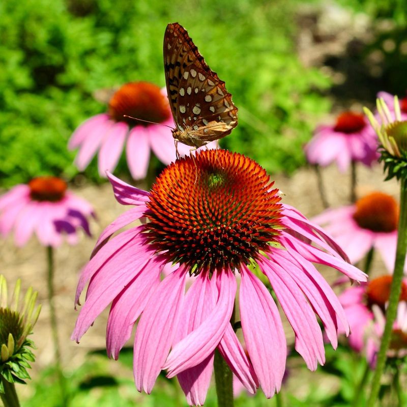 Coneflower (Echinacea)