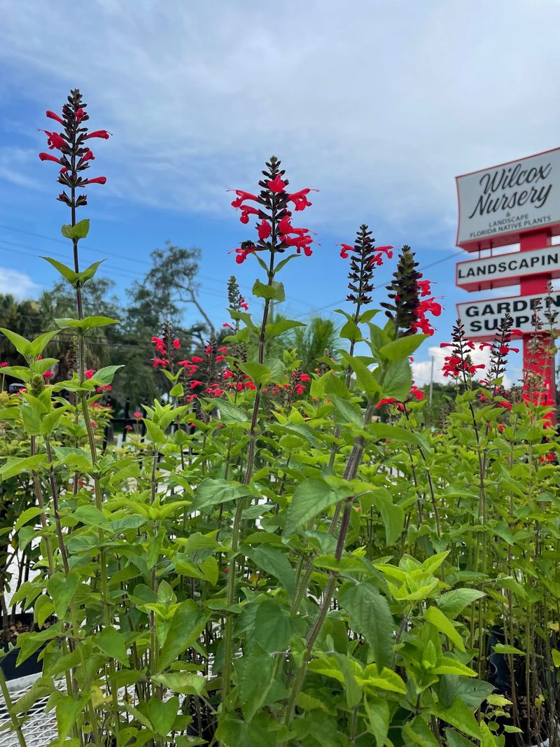 Confirm local fit and find nursery-grown plants