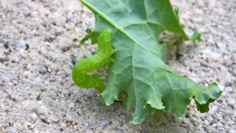 Confirm, remove, and protect the next flush of leaves
