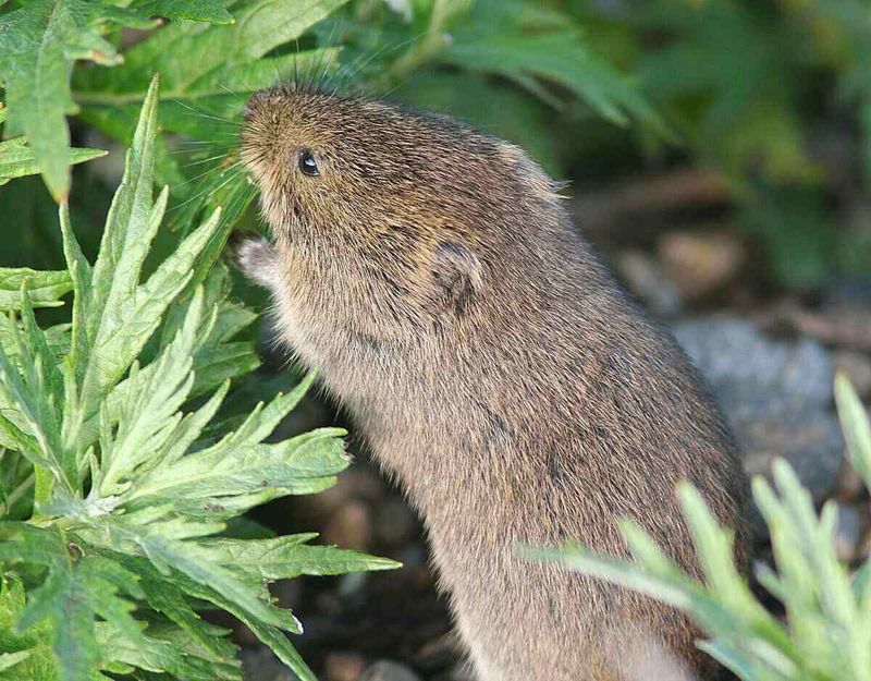 Confirm that voles—not moles—are damaging the beds