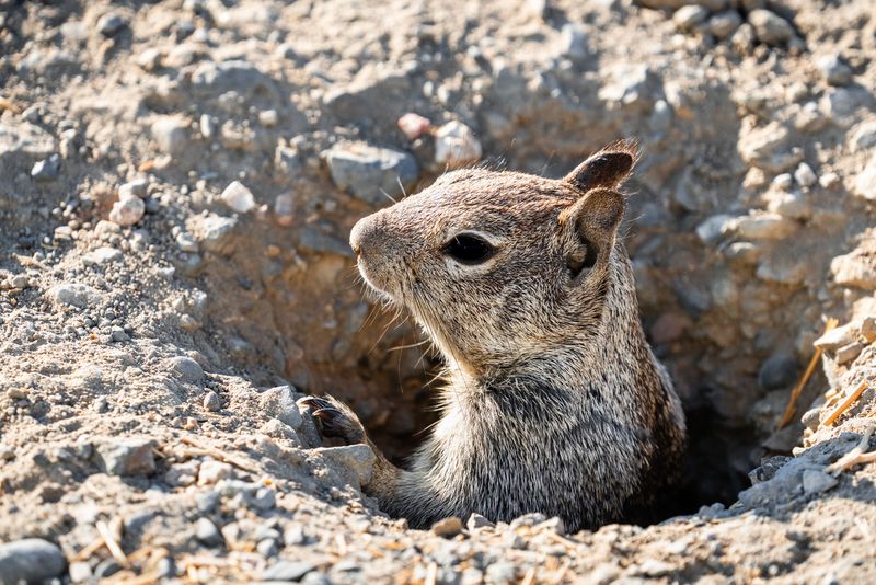 Confirm the animal, protect vulnerable spots, and stop repeated digging