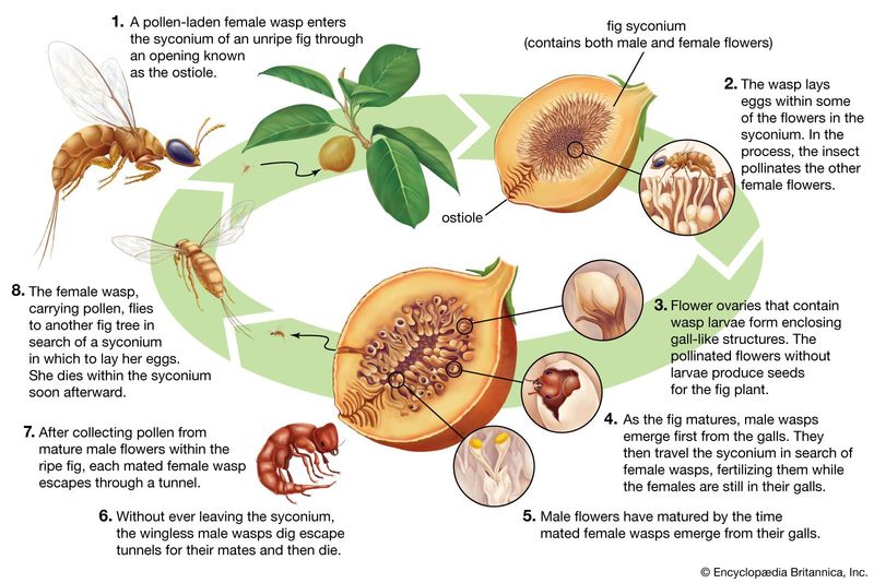 Confirm the cultivar before blaming the pollination routine