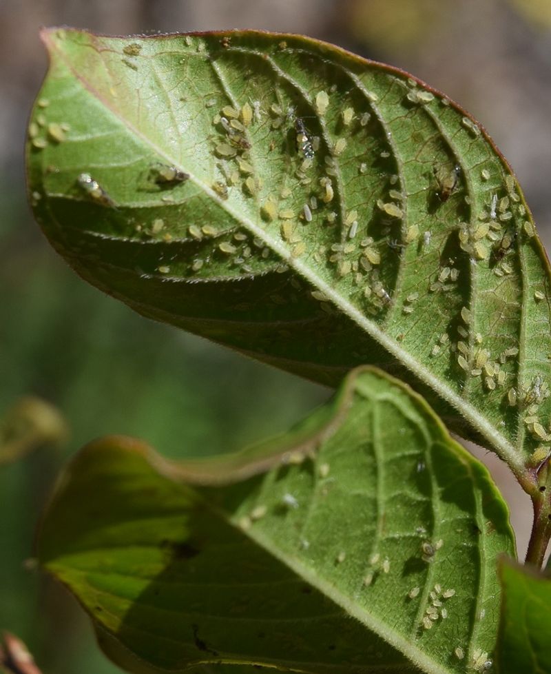 Confirm the honeydew source before you choose a remedy