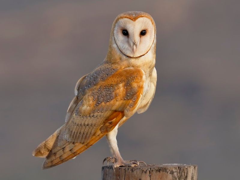 Confirm the owl before interpreting the behavior Confirm the owl before interpreting the behavior