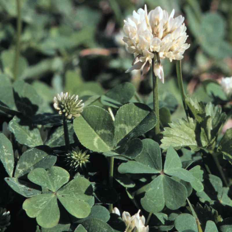 Confirm the plant before you treat the lawn Confirm the plant before you treat the lawn