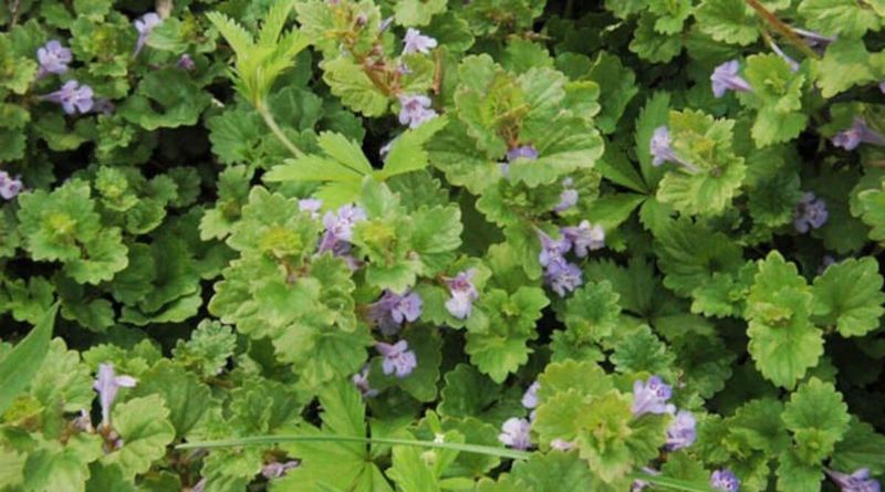 Confirm the purple-flowered weed before you remove it
