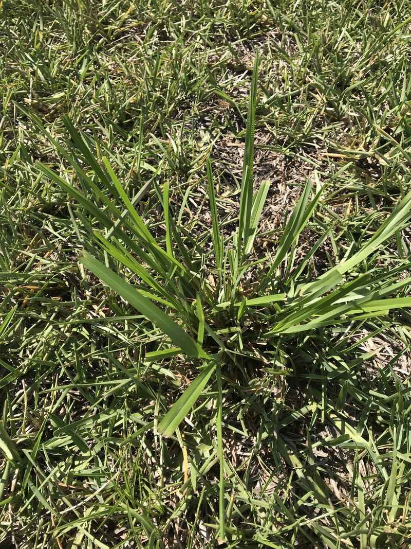 Confirm the weed and the turf before treating Confirm the weed and the turf before treating