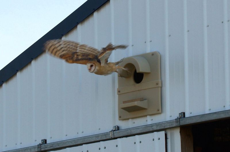 Consider a nest box only when the site can support it Consider a nest box only when the site can support it