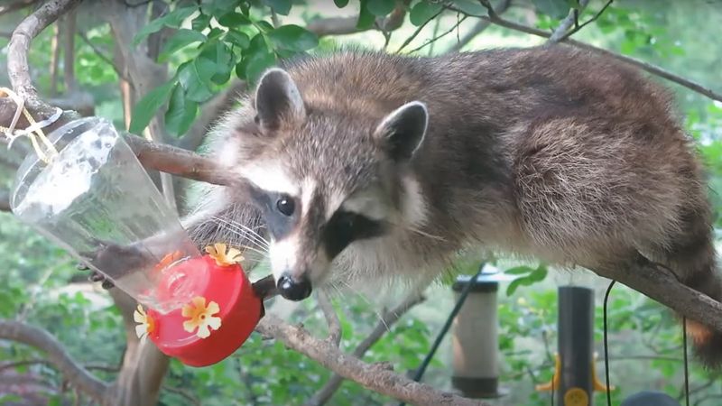 Consider raccoons when the feeder is within reach