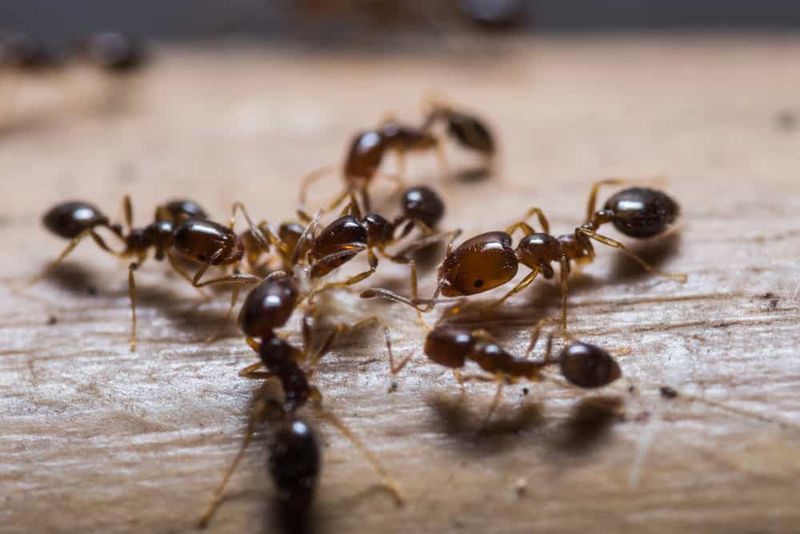 Contain a suspected infestation before it reaches another property Contain a suspected infestation before it reaches another property