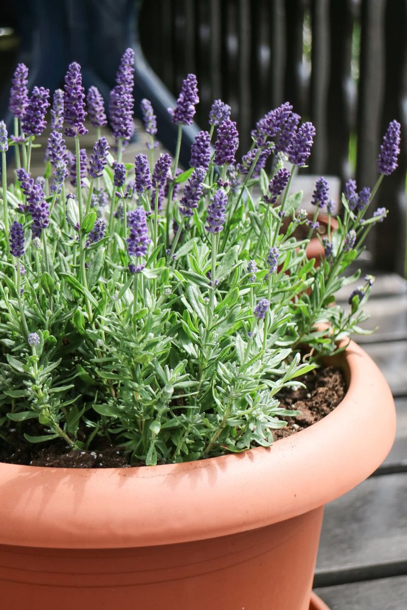 Container Lavender Needs a Separate Nutrient Check
